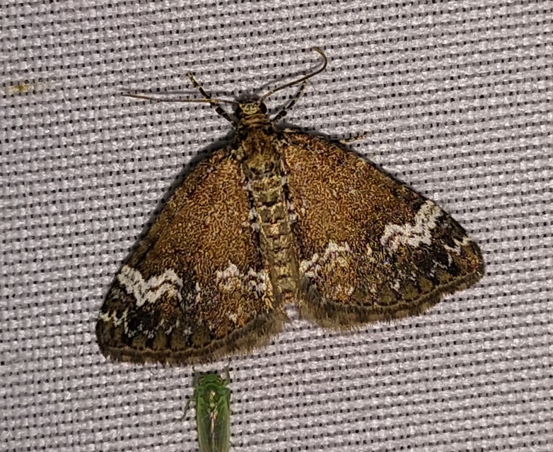 Perizoma alchemillata - árvacsalán-araszoló