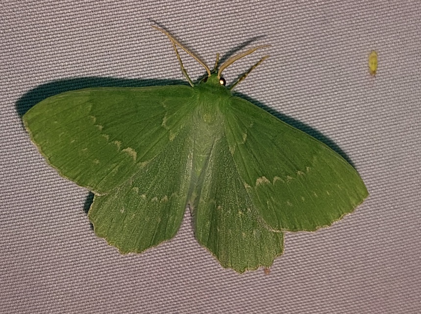 Geometra papilionaria - nagy zöldaraszoló