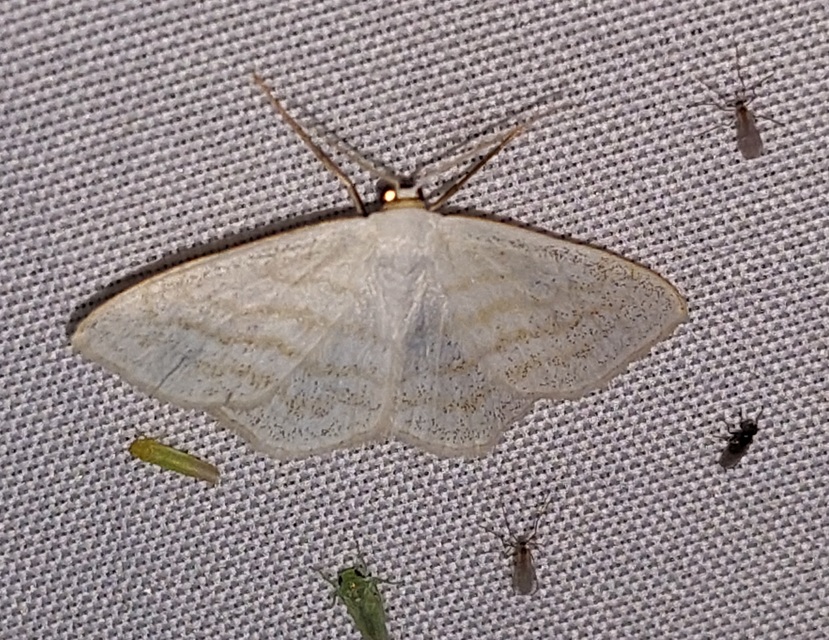 Scopula caricaria - mocsári fehéraraszoló