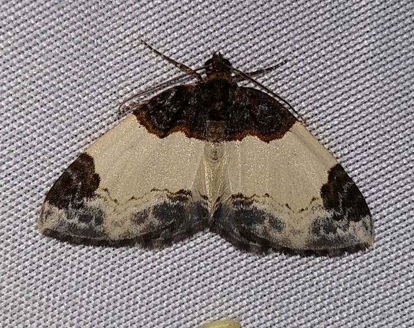 Mesoleuca albicillata - tarka fűzfaaraszoló