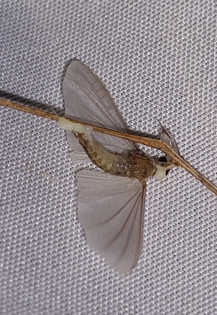 Oligoneuriella