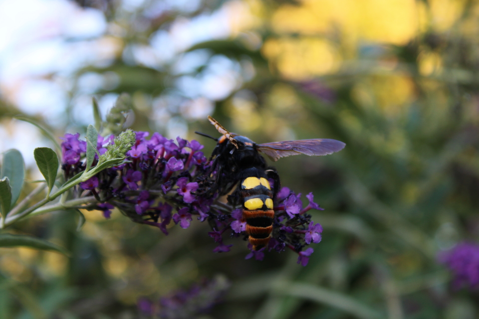 Megascolia maculata - óriás-tőrösdarázs