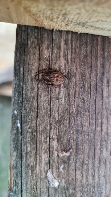 Nuctenea umbratica - közönséges rés-keresztespók