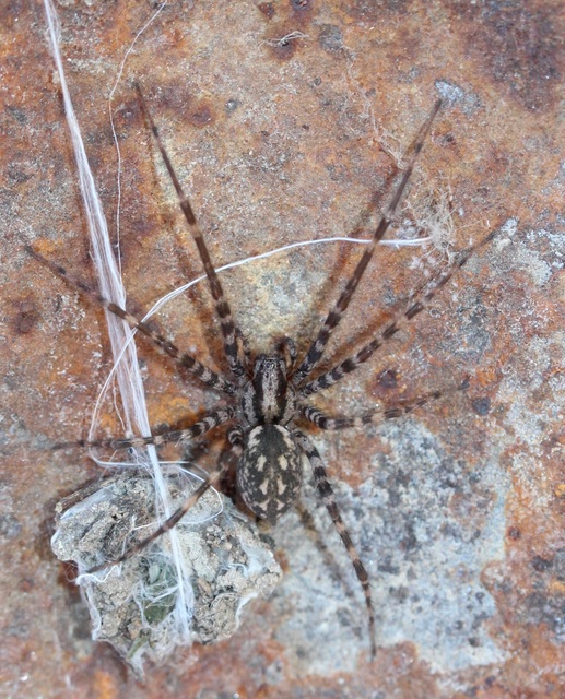Tegenaria