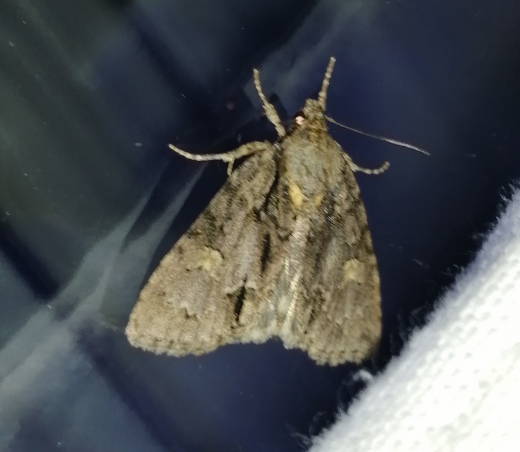 Acronicta strigosa - kis szigonyosbagoly