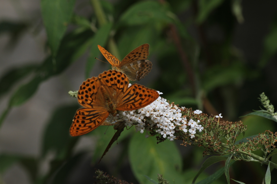 Argynnis paphia - nagy gyöngyházlepke