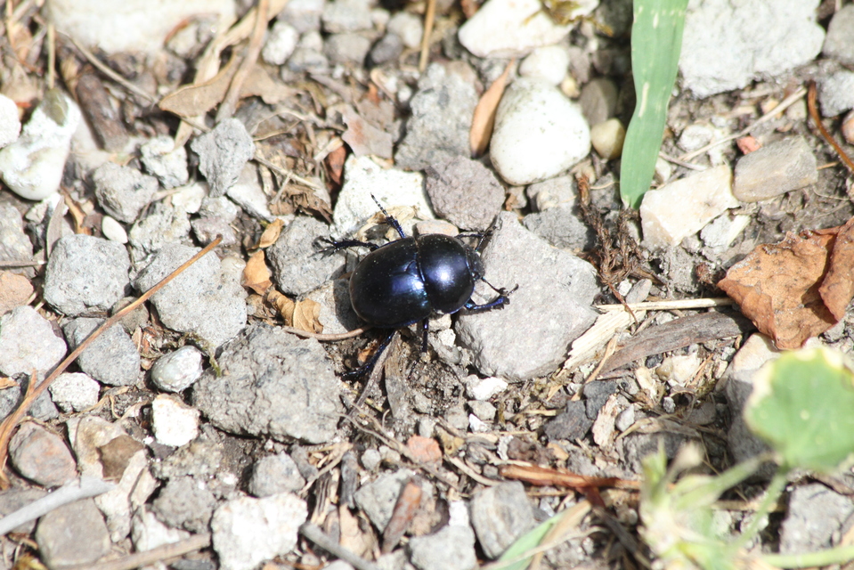 Trypocopris vernalis - tavaszi álganéjtúró