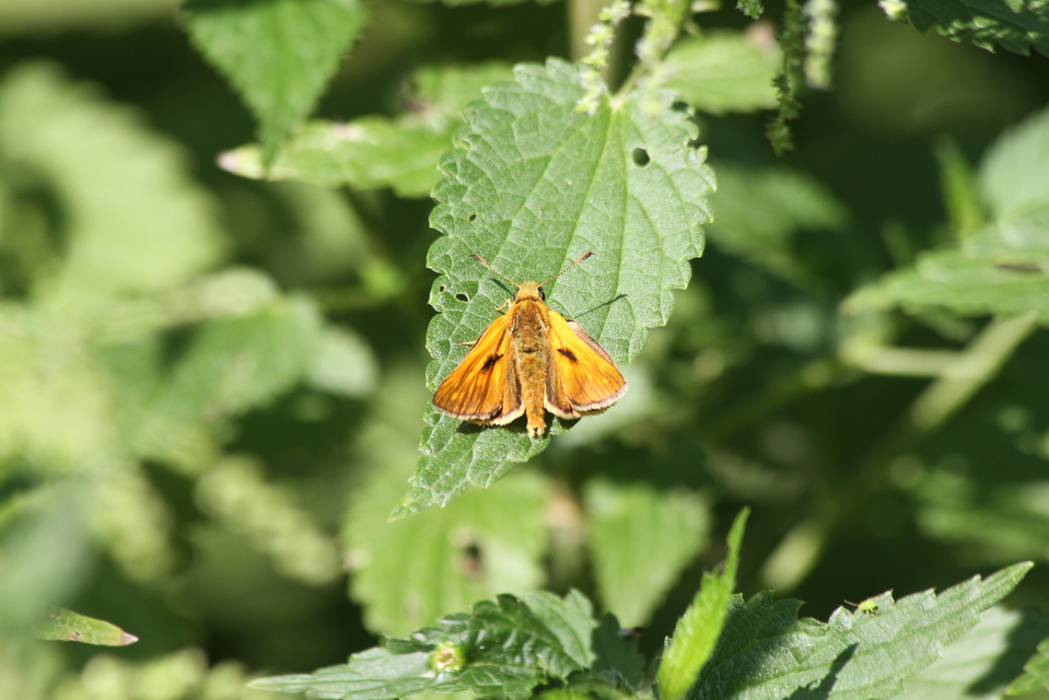 Ochlodes sylvanus - erdei busalepke