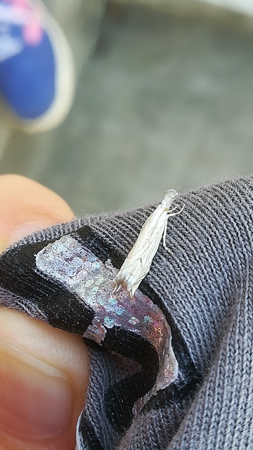 Metacrambus carectellus - homoki fűgyökérmoly