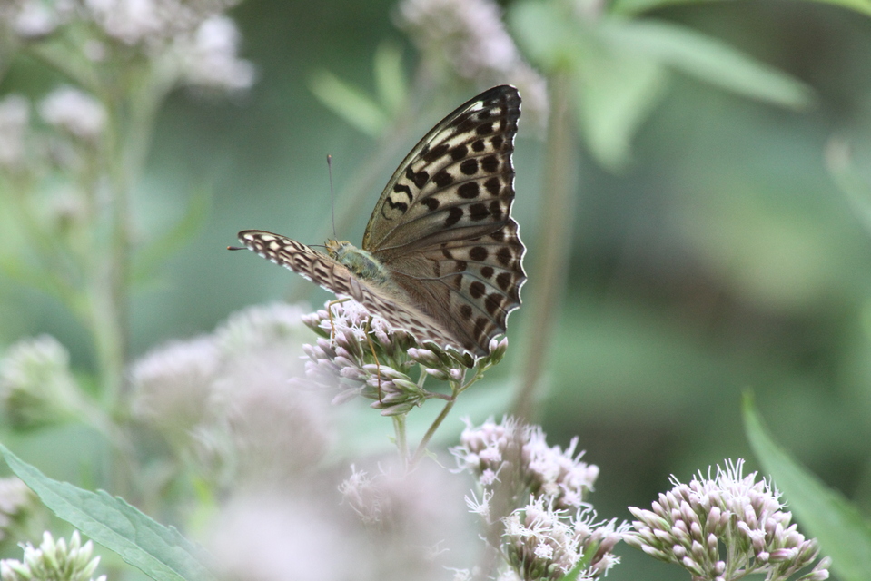 Argynnis paphia - nagy gyöngyházlepke