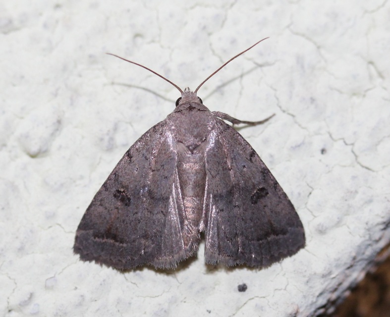 Athetis furvula - homoki lápibagoly