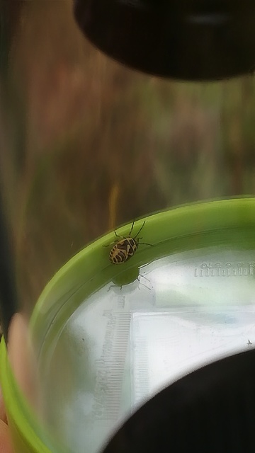 Eurydema