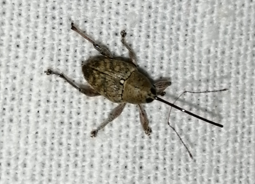 Curculio glandium - tölgymakkzsuzsóka