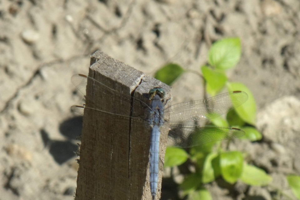 Orthetrum coerulescens - karcsú pásztorszitakötő