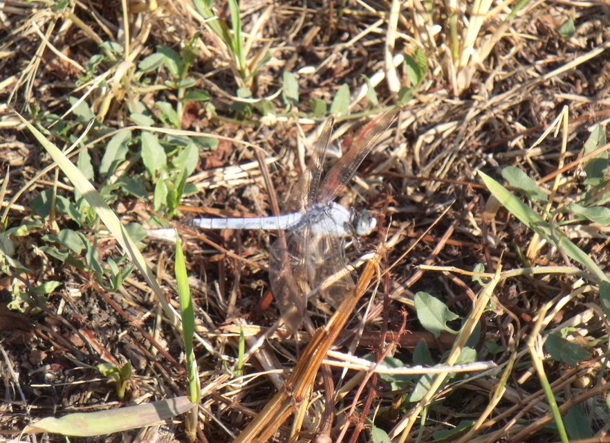 Orthetrum brunneum - pataki pásztorszitakötő
