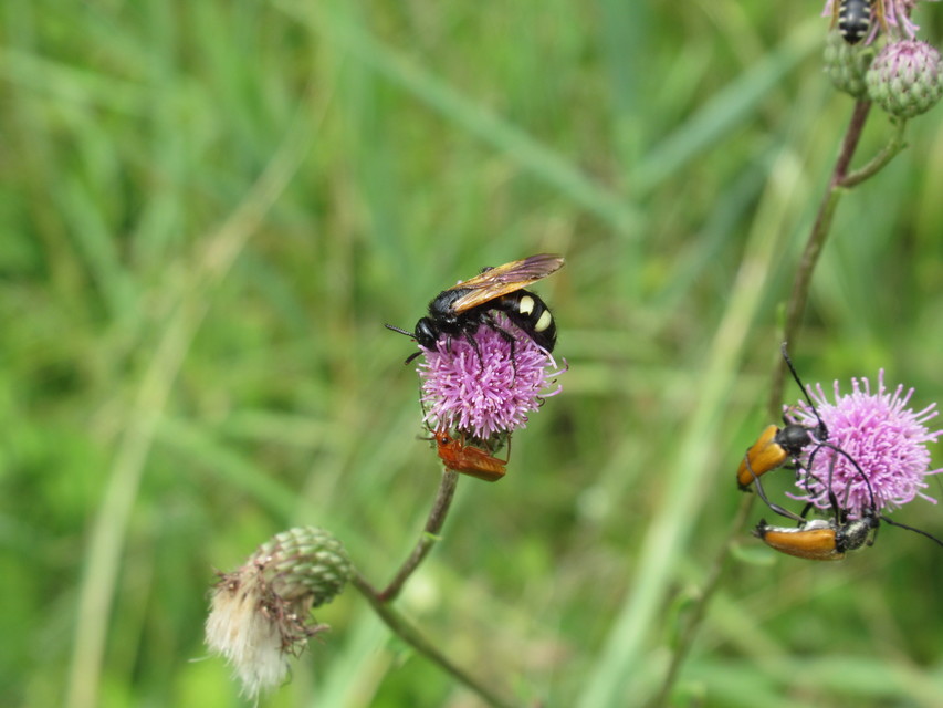 Scolia sexmaculata - négyfoltos tőrösdarázs