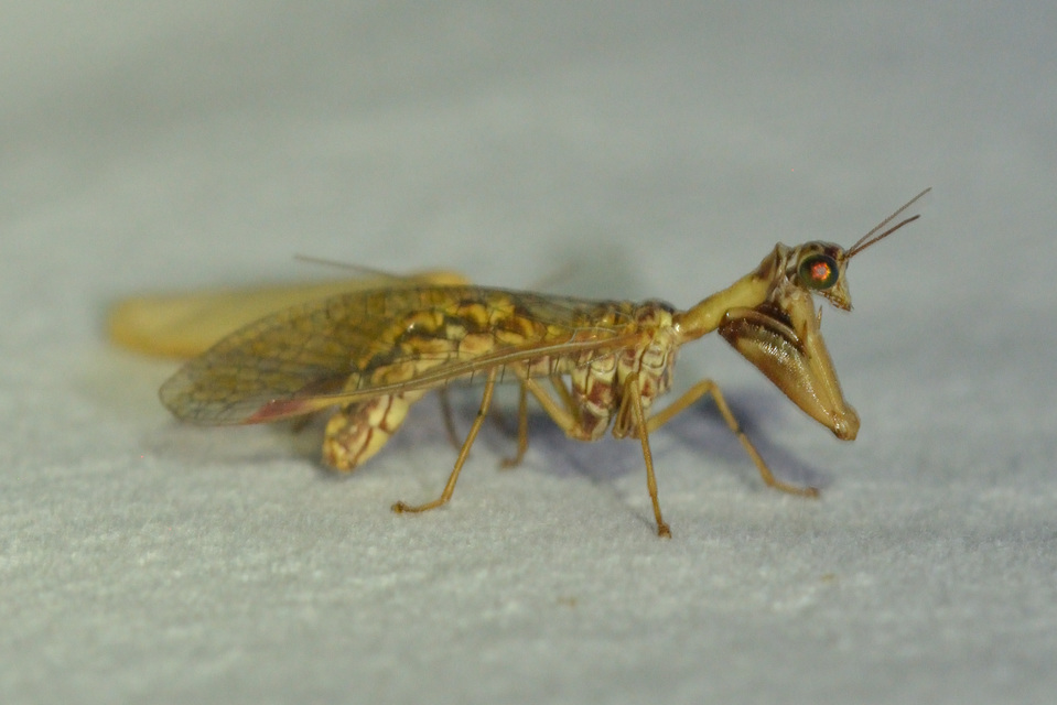 Mantispa styriaca - kétszínű fogólábú-fátyolka
