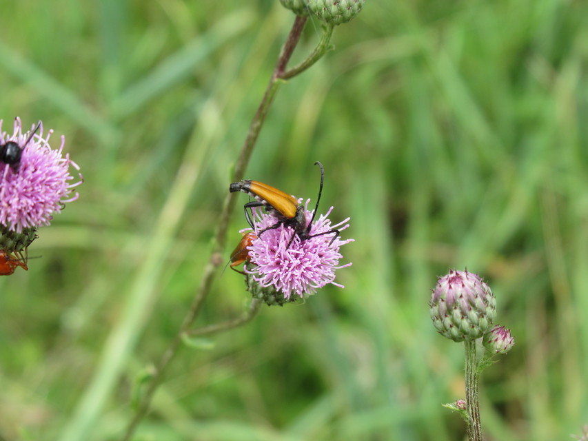 Stictoleptura fulva - vörhenyes virágcincér
