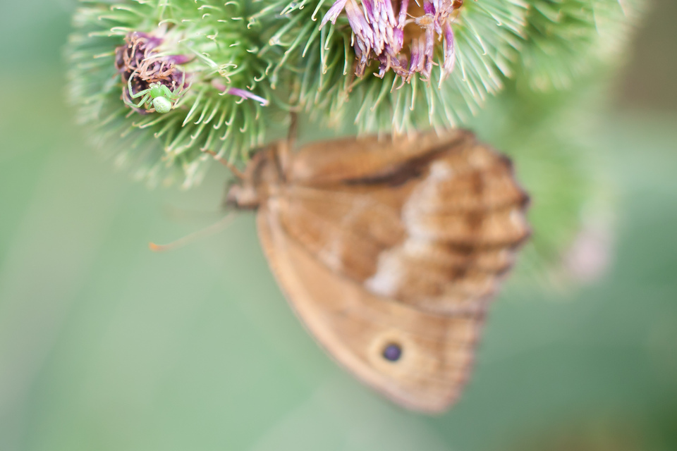 Ebrechtella tricuspidata - alakoskodó karolópók