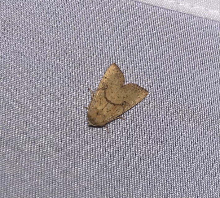 Tiliacea sulphurago - kénes sárgabagoly
