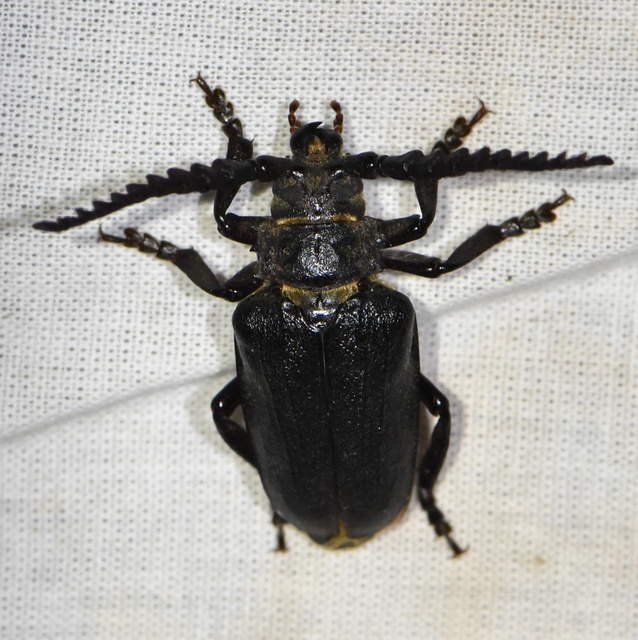 Prionus coriarius - csőszcincér