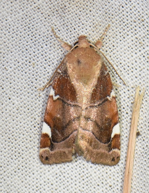 Cosmia diffinis - szilfa-lombbagoly
