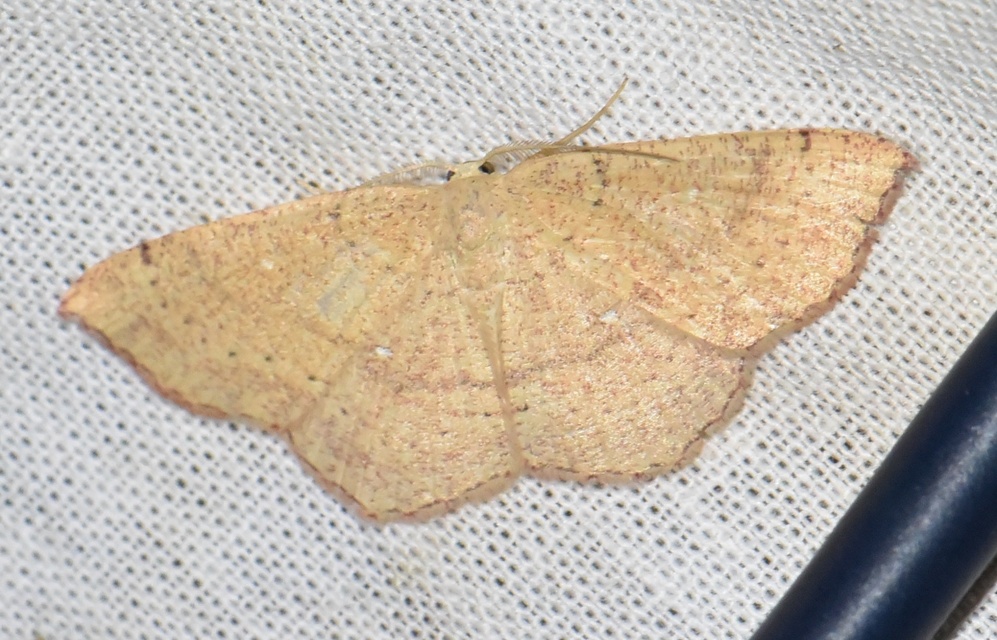 Cyclophora ruficiliaria - vörösrojtú pettyesaraszoló