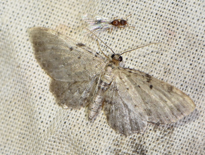 Anticollix sparsata - csipkés törpearaszoló