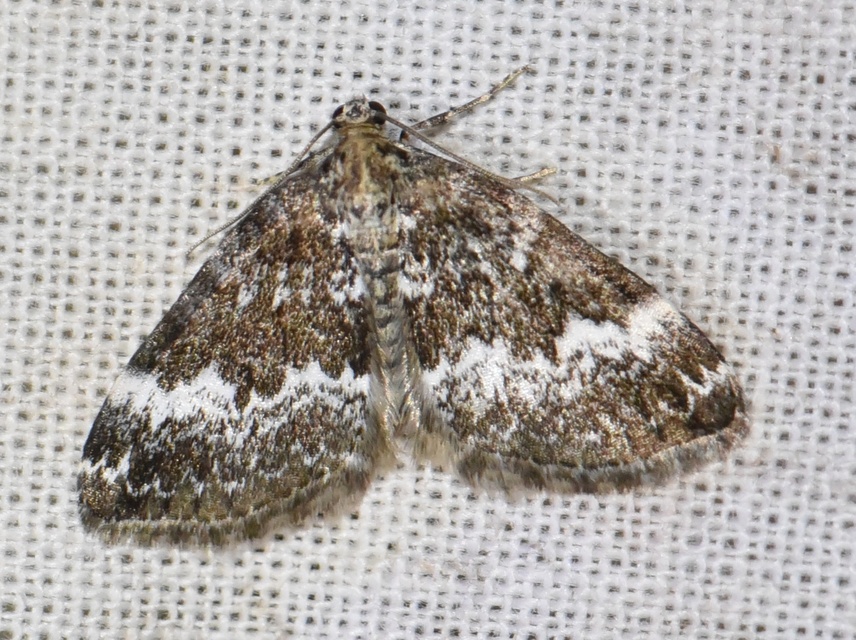 Perizoma alchemillata - árvacsalán-araszoló