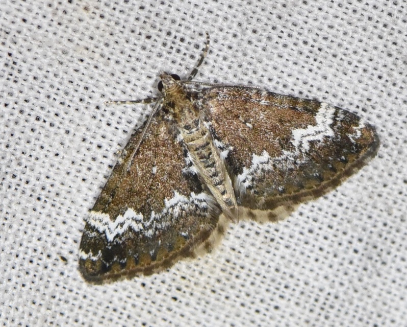 Perizoma alchemillata - árvacsalán-araszoló