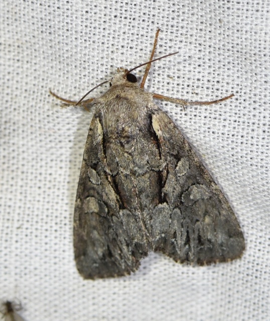 Lacanobia thalassina - borbolya-kertibagoly