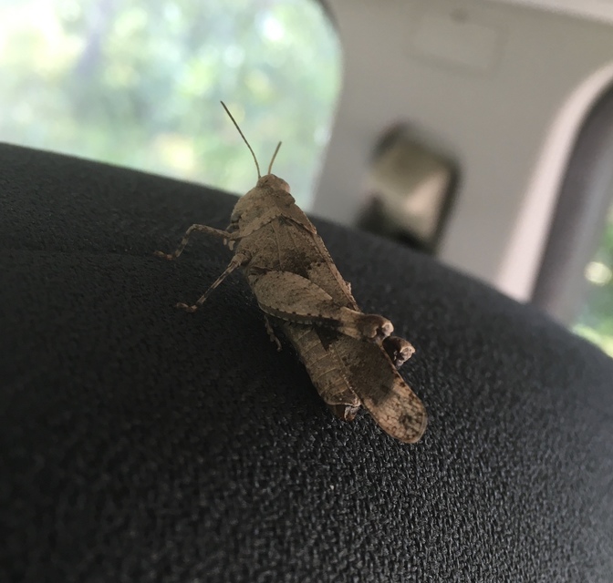 Oedipoda caerulescens - kékszárnyú sáska