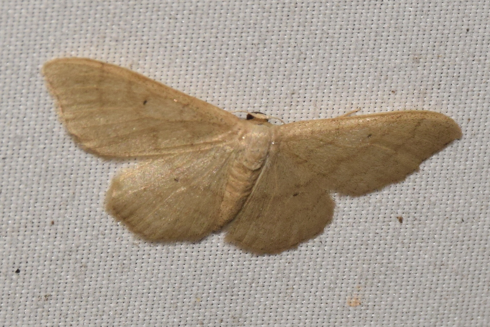 Idaea straminata - szalmasárga sávosaraszoló