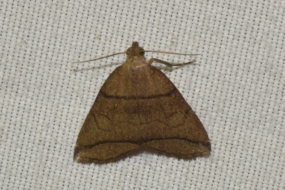 Herminia grisealis - ligeti karcsúbagoly