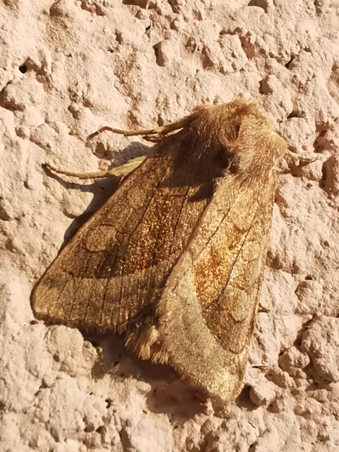 Hydraecia micacea - csillogó acsalapubagoly