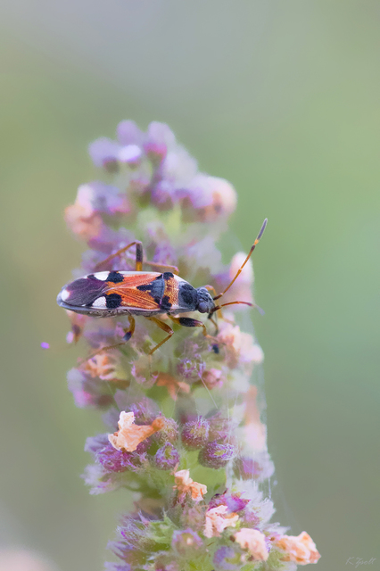 Beosus quadripunctatus - pettyes homokibodobács