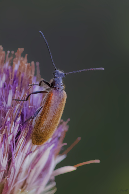 Lagria hirta - réti gyapjasbogár Lagria hirta - réti gyapjasbogár