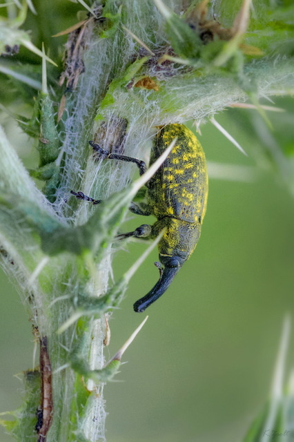 Larinus sturnus - aszat-púderbarkó