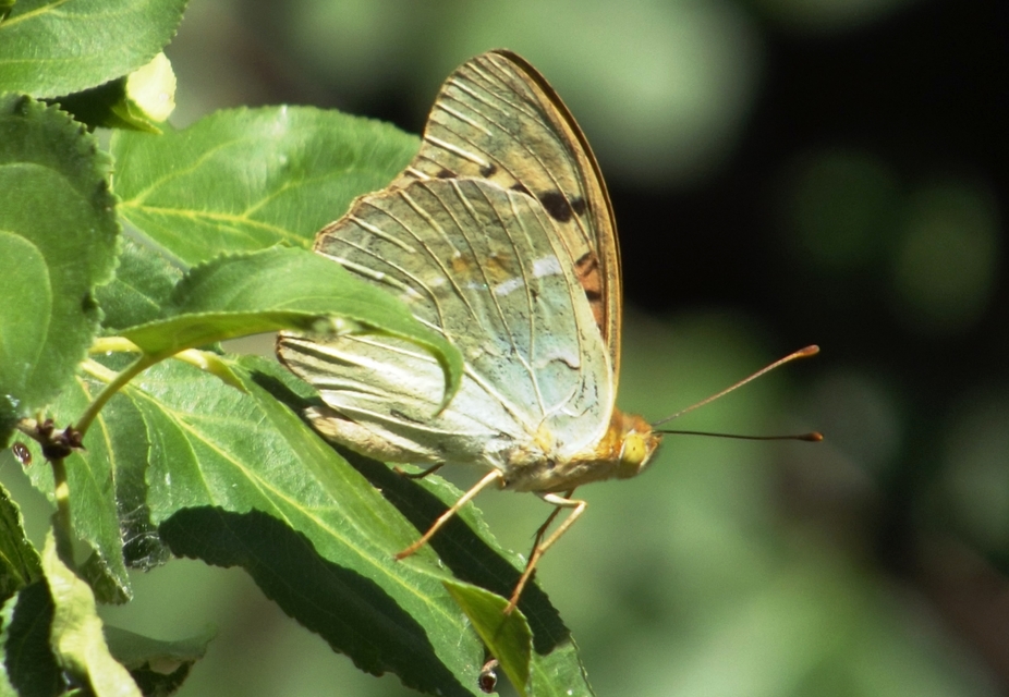Argynnis pandora - zöldes gyöngyházlepke