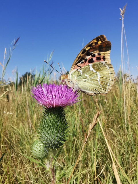 Argynnis pandora - zöldes gyöngyházlepke