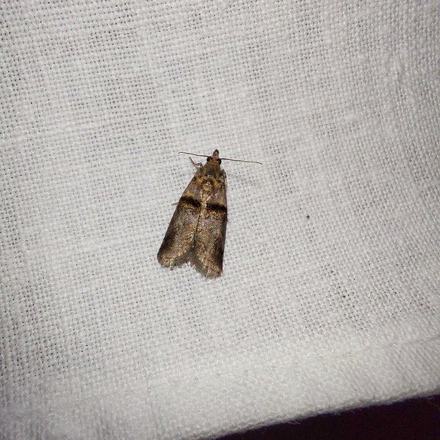 Trachonitis cristella - bokorrágó karcsúmoly