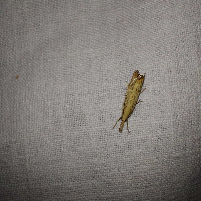 Chrysoteuchia culmella - kerti fűgyökérmoly