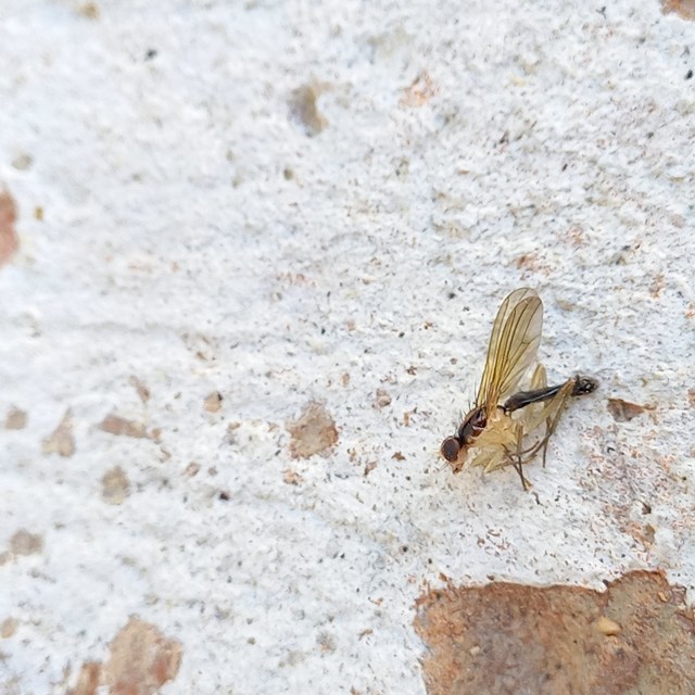 Scathophagidae