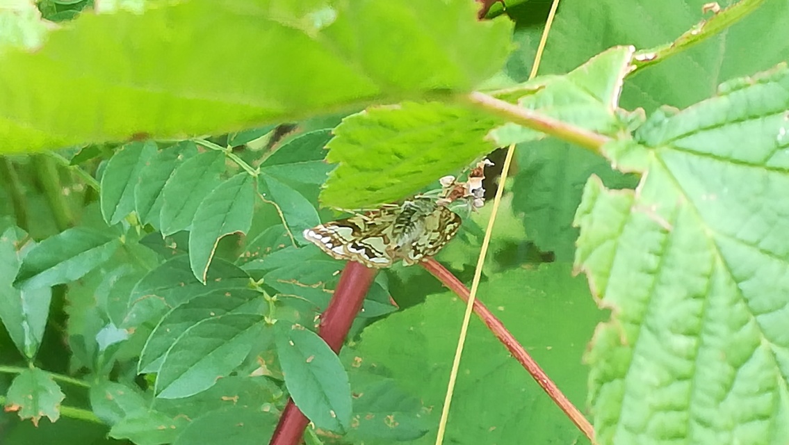 Elophila nymphaeata - tarka vízimoly