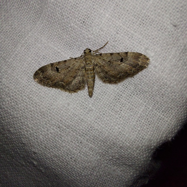 Eupithecia pimpinellata - földitömjén-törpearaszoló