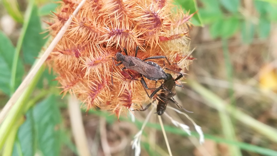 Alydus calcaratus - szőrös tövispoloska