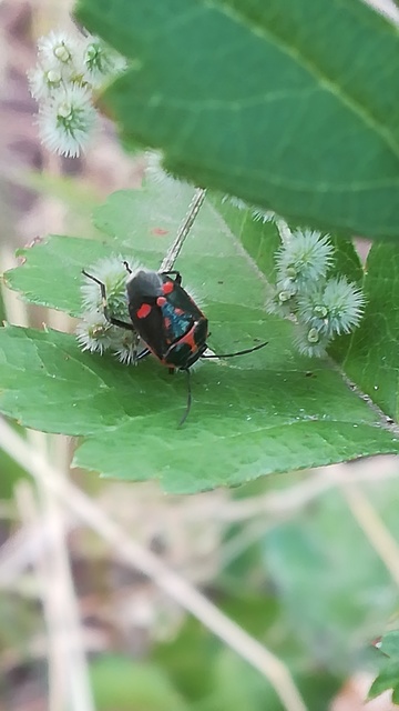 Eurydema oleracea - paréjpoloska Eurydema oleracea - paréjpoloska