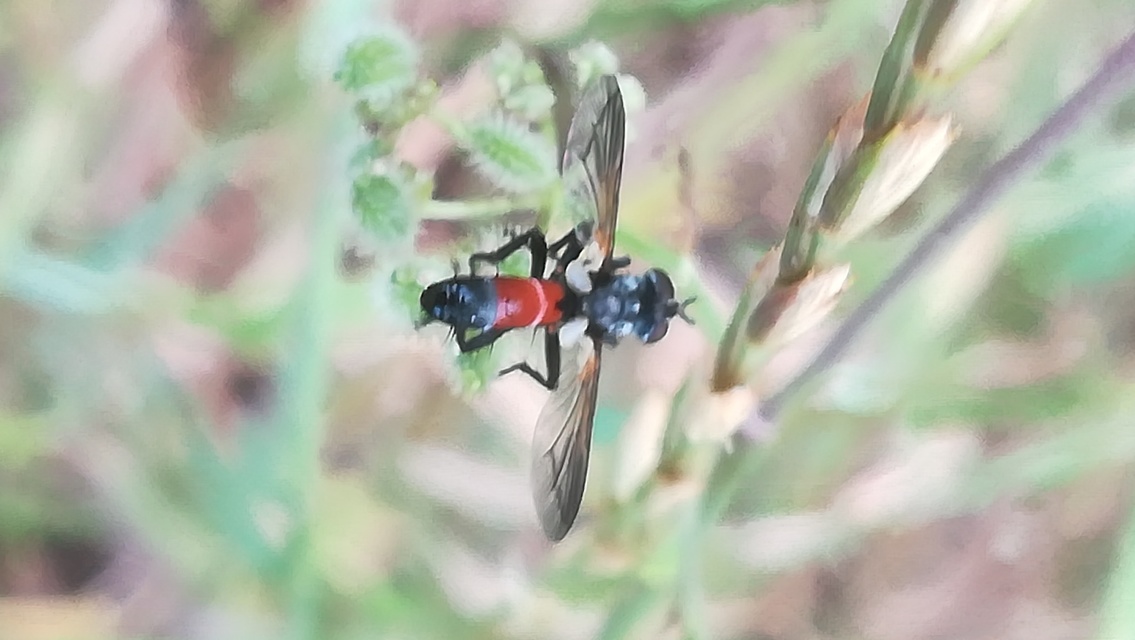 Cylindromyia