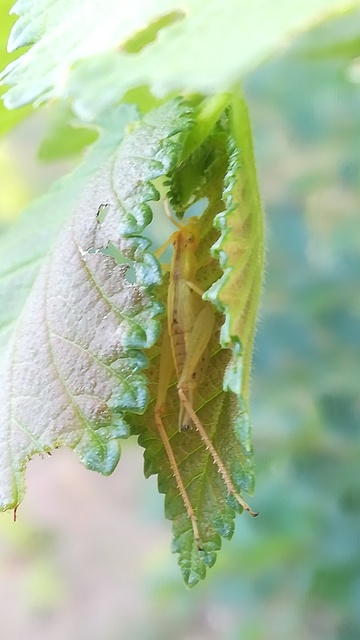 Oecanthus pellucens - pirregőtücsök