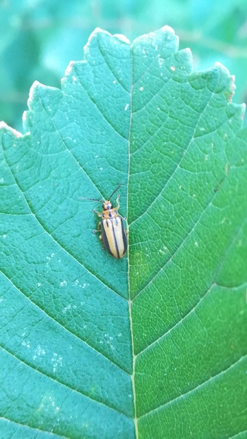 Xanthogalerucella luteola - szilfa-olajosbogár